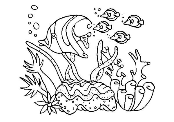 8.5 X 11 Free Coloring Sheets Kids Under The Sea
 Beautiful Fish Animals Coloring Page Download & Print