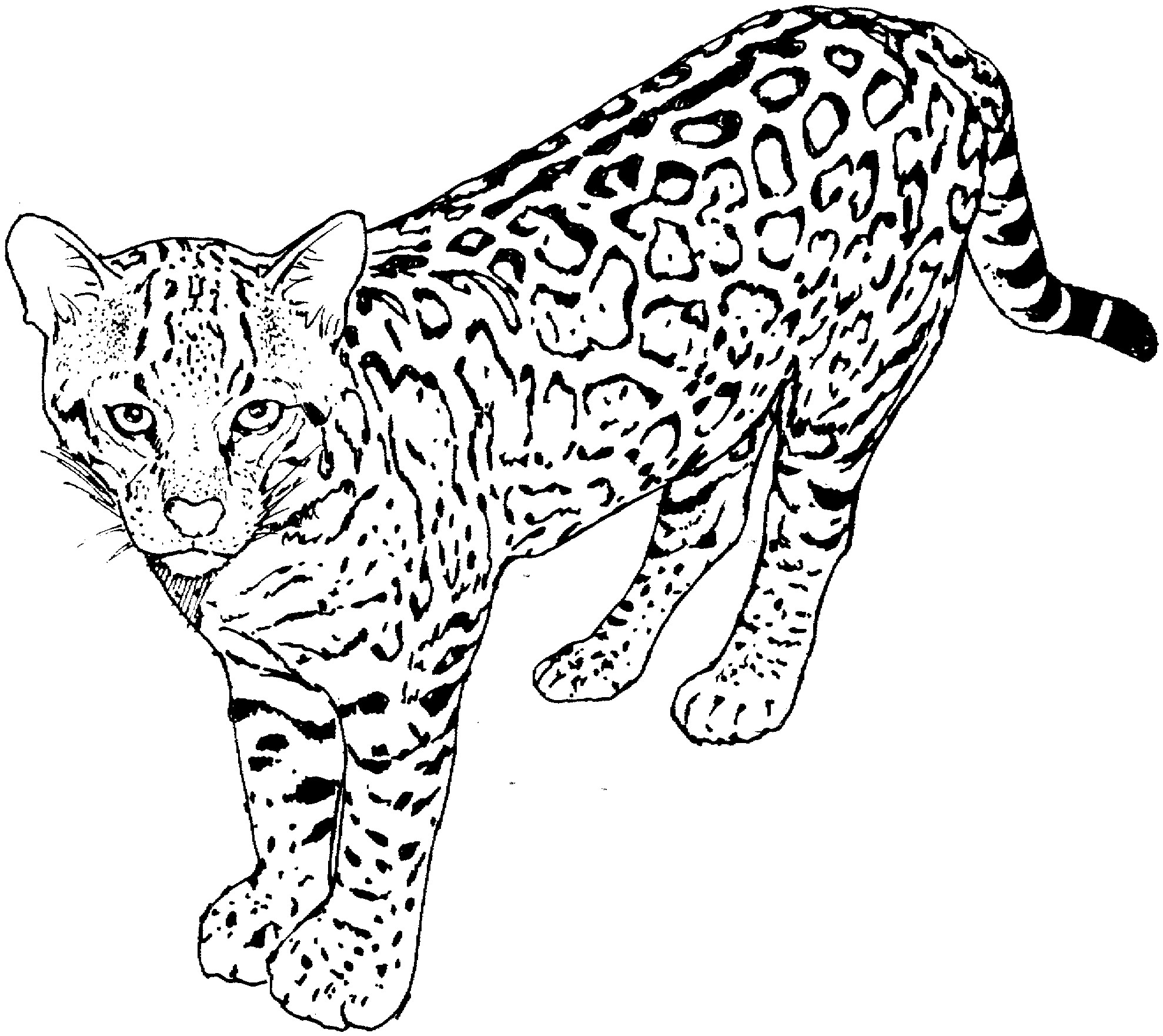 Adult Coloring Book Cat
 Cat Coloring Pages for Adults Bestofcoloring