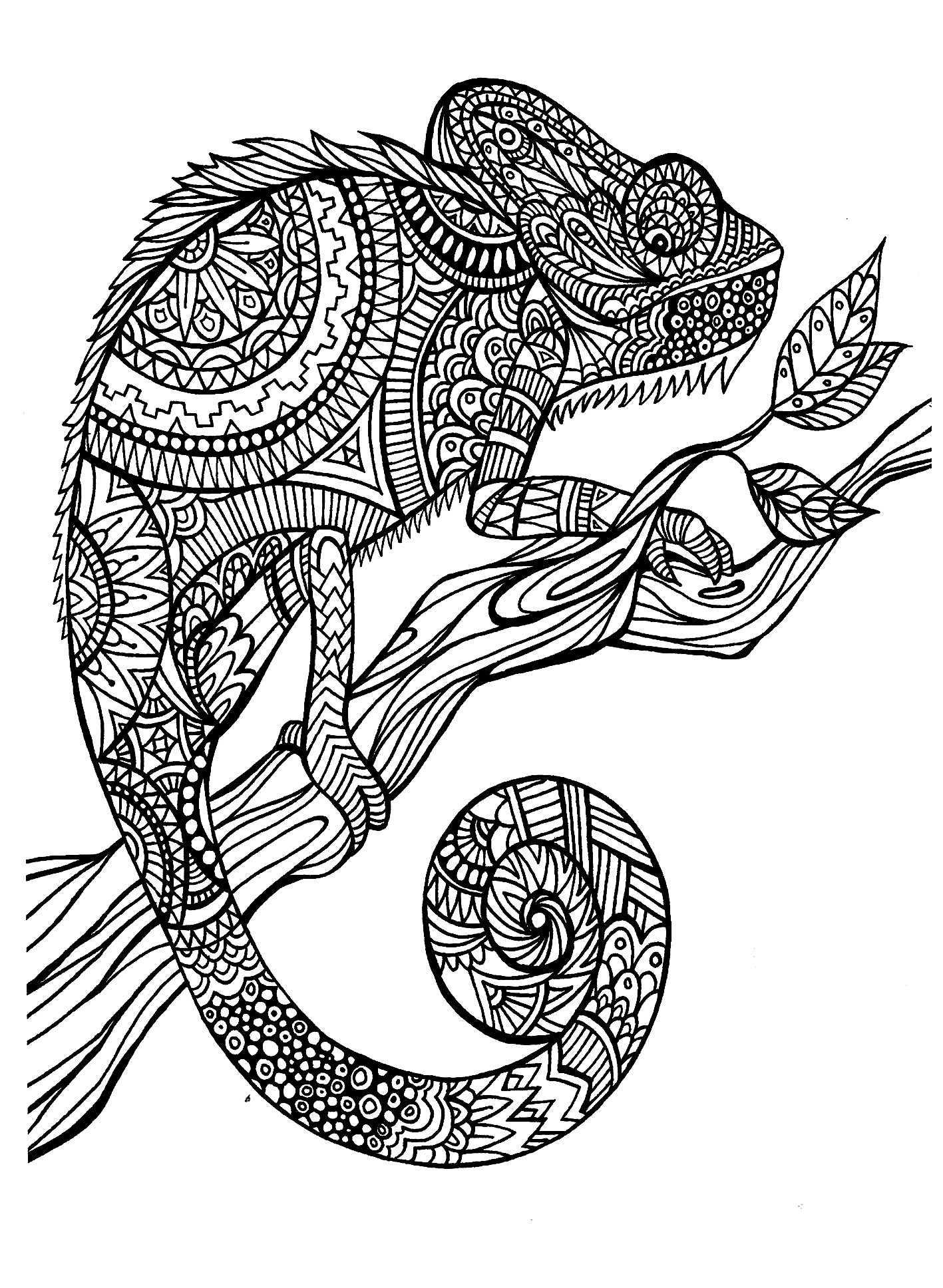Adult Coloring Pages Animal Patterns
 Cameleon patterns