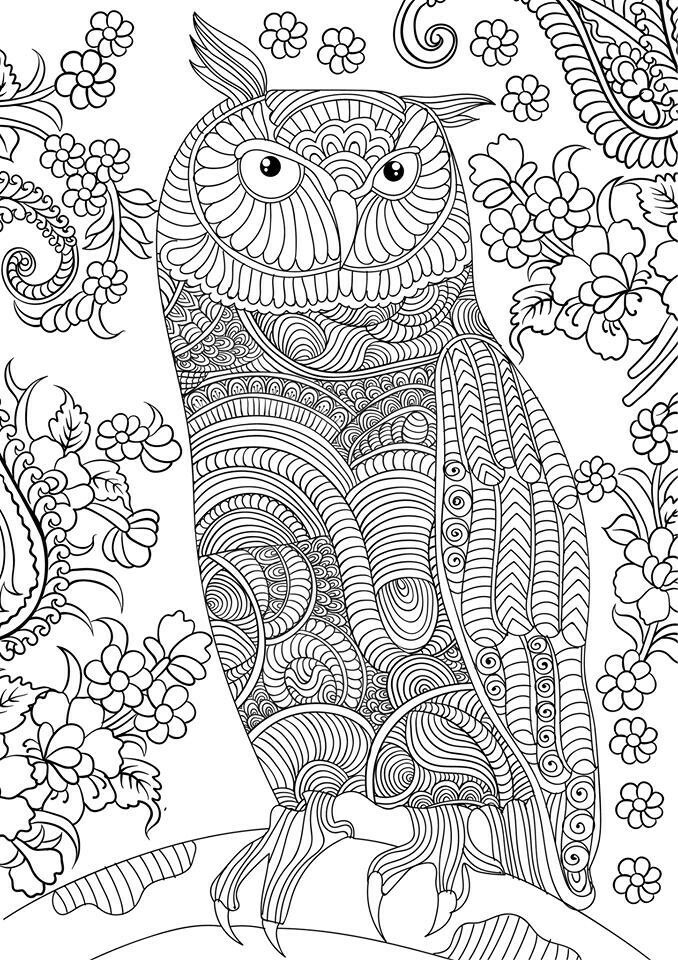 Adult Coloring Pages Owl
 OWL Coloring Pages for Adults Free Detailed Owl Coloring