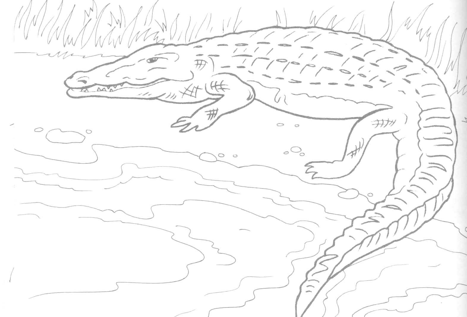 Alligator Coloring Pages
 Free Printable Alligator Coloring Pages For Kids