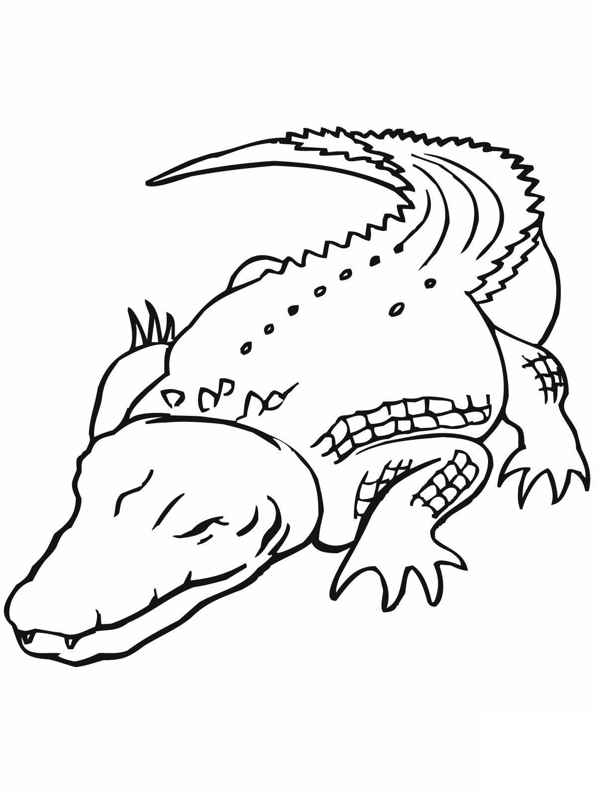 Alligator Coloring Pages
 Free Printable Crocodile Coloring Pages For Kids