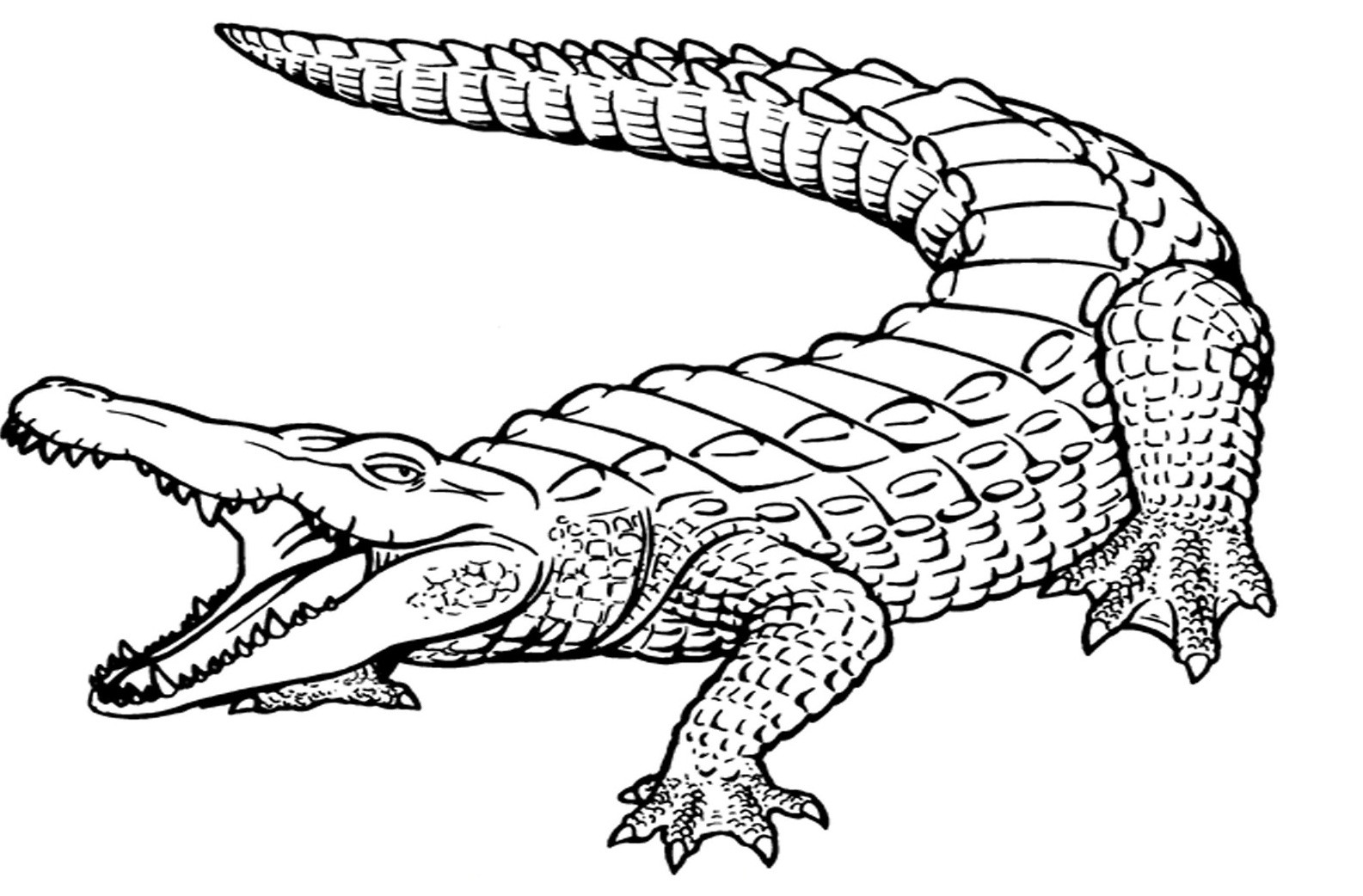 Alligator Coloring Pages
 Crocodile Coloring Pages coloringsuite