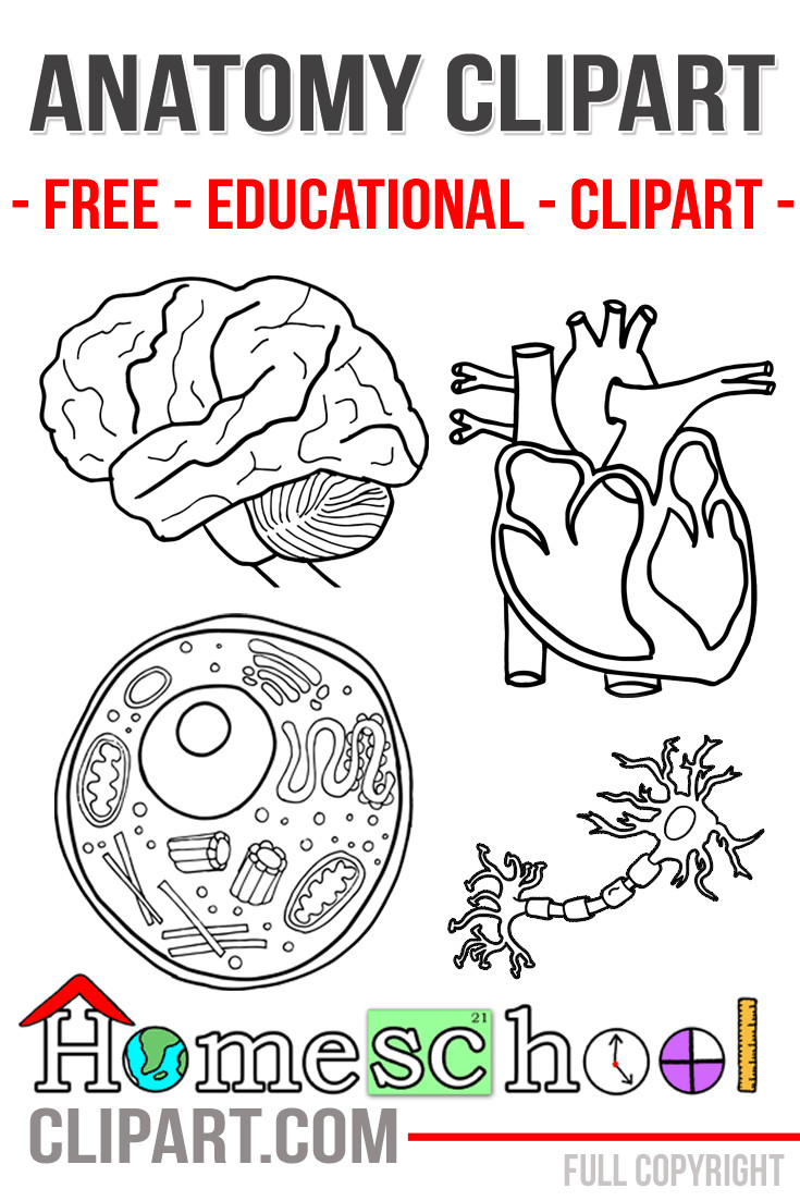 Anatomy Coloring Book For Kids
 Anatomy Crafts for Kids The Crafty Classroom