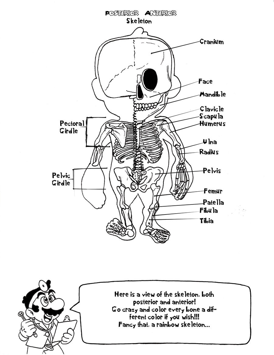 Anatomy Coloring Book For Kids
 Human Anatomy Coloring Book Pages