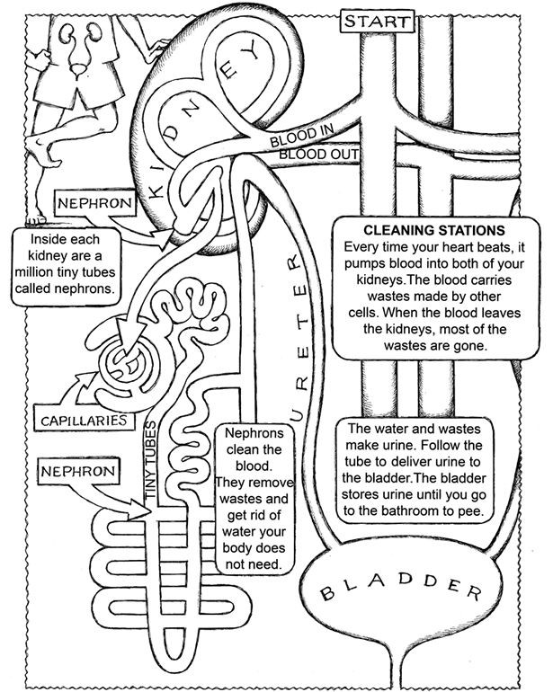 Anatomy Coloring Book For Kids
 Anatomy Coloring Pages Bestofcoloring