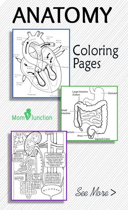 Anatomy Coloring Book For Kids
 FREE Printable Anatomy Coloring Pages