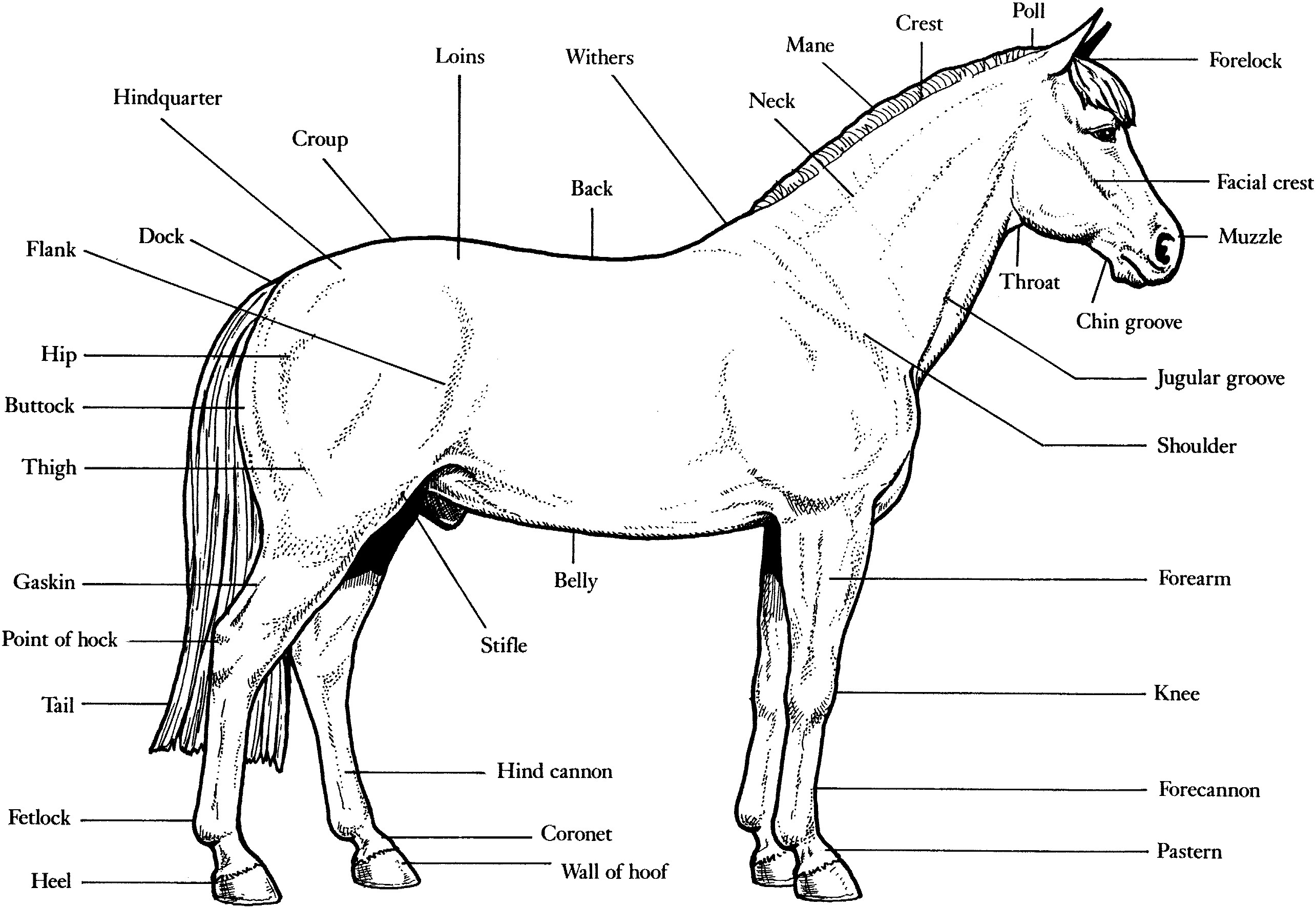 Animal Anatomy Coloring Book
 Veterinary Anatomy Coloring Pages