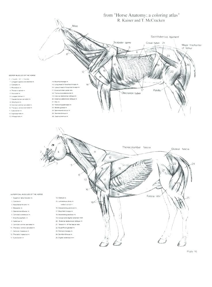 Animal Anatomy Coloring Book
 18beautiful Veterinary Anatomy Coloring Book Clip arts