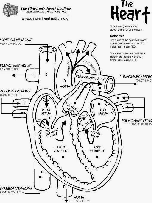 Animal Anatomy Coloring Book
 Veterinary Anatomy Coloring Pages Coloring Pages