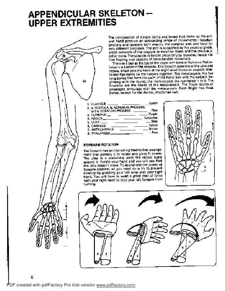 Animal Anatomy Coloring Book
 anatomy coloring book pages – cruiseshiprecruitment