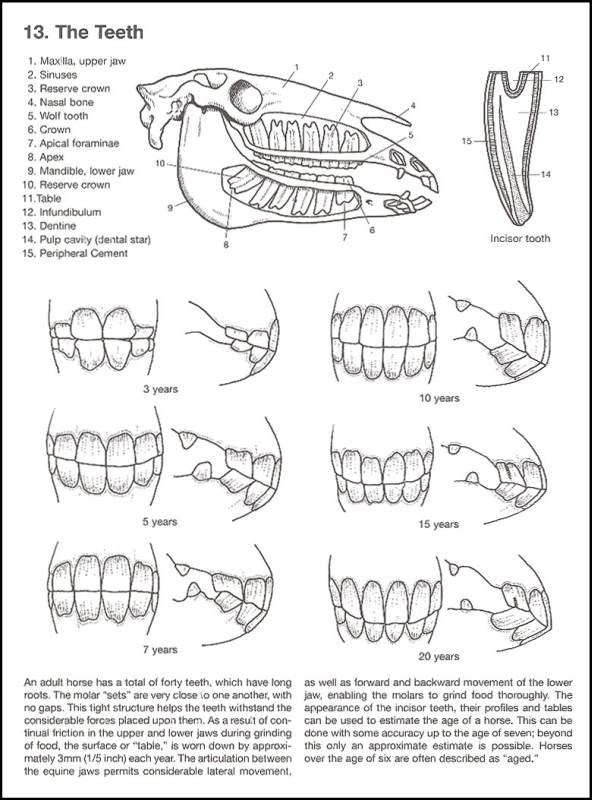 Animal Anatomy Coloring Book
 Anatomy Coloring Book Pages