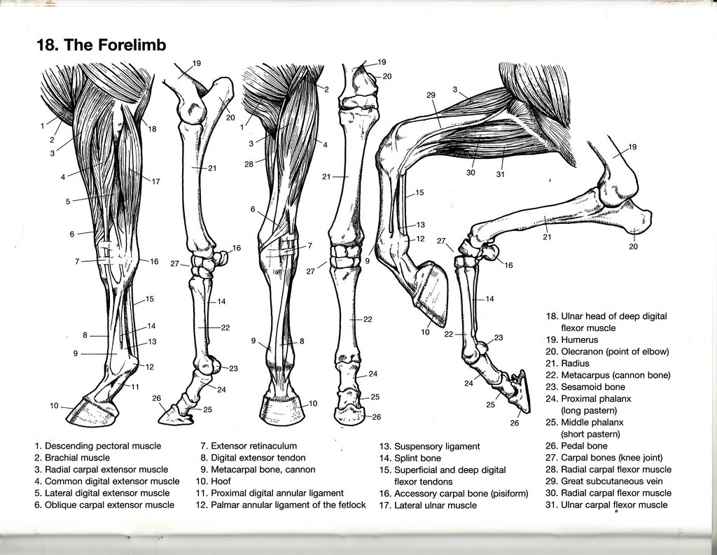 Animal Anatomy Coloring Book
 Veterinary Anatomy Coloring Pages Coloring Pages