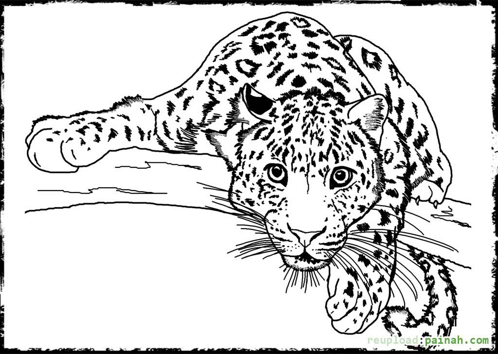 Animal Printable Coloring Sheets
 Detailed Animal Coloring Pages Bestofcoloring