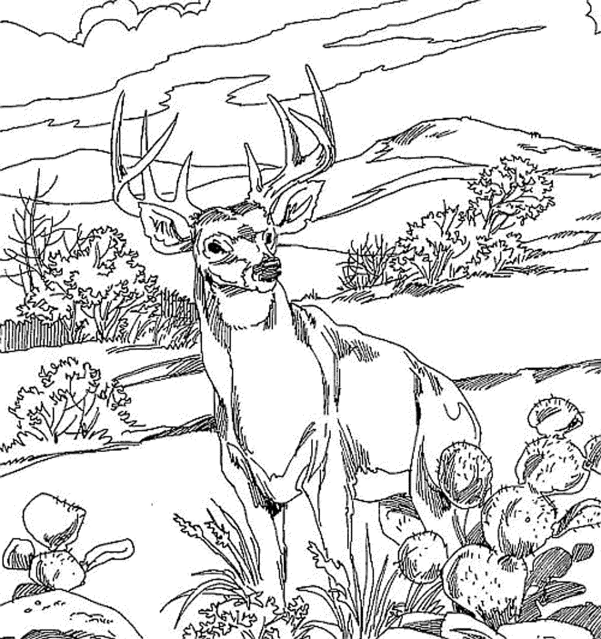 Animal Printable Coloring Sheets
 Animal Coloring Pages for Adults Bestofcoloring
