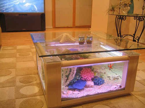 Best ideas about Aquarium Coffee Table
. Save or Pin 68 Gallon Square Coffee Table Aquarium Fish Ready with Now.