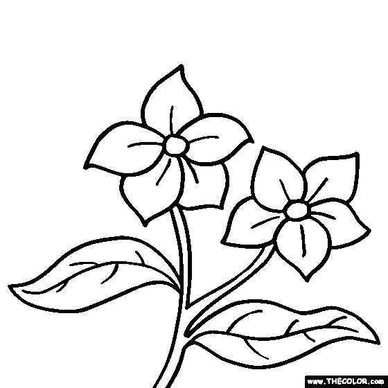 Artful Flower Coloring Sheets For Girls Flowers
 Flower Coloring Pages Dr Odd