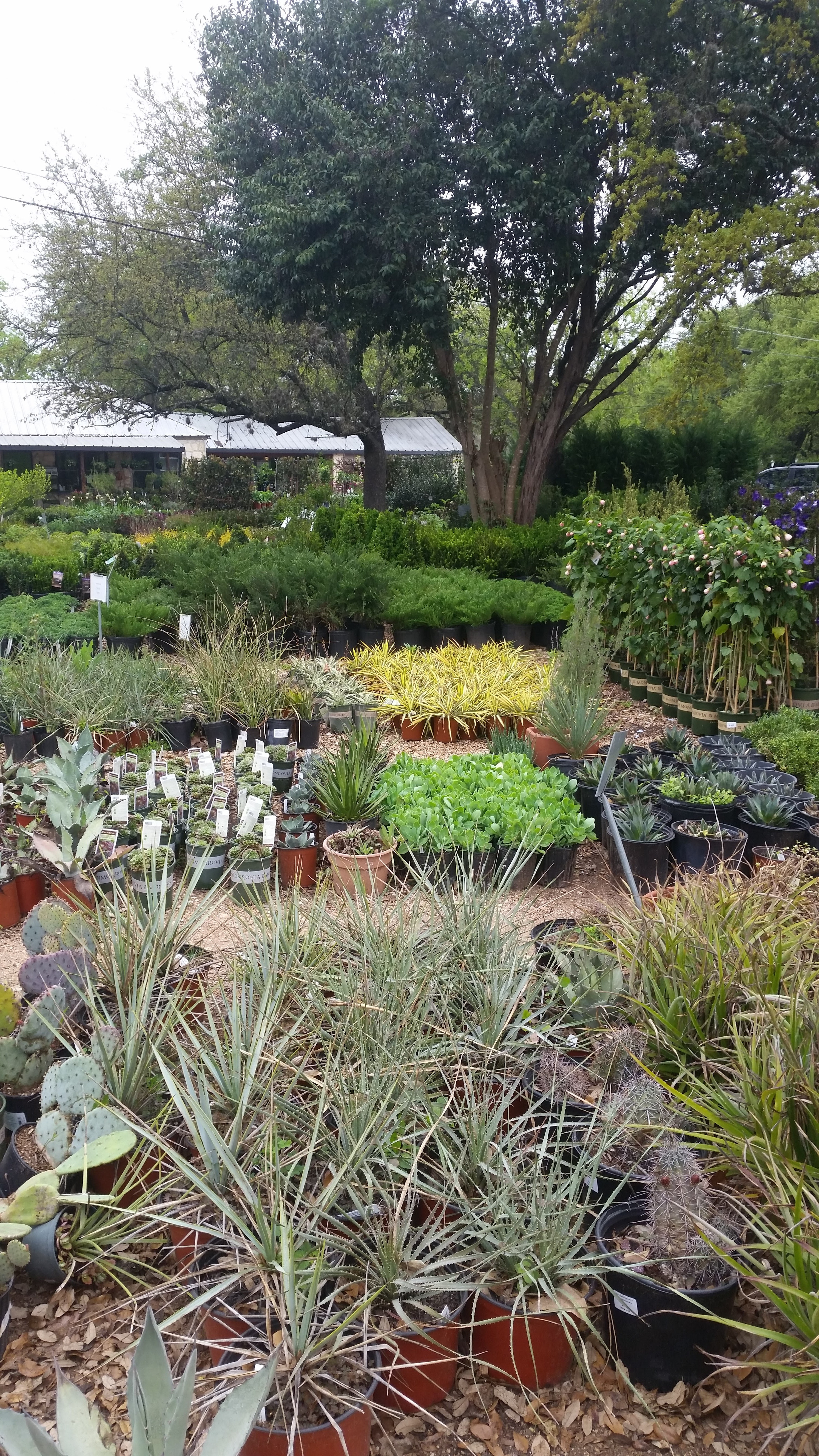 Best ideas about Austin Landscape Supply
. Save or Pin Leaf Landscape Supply Austin Now.