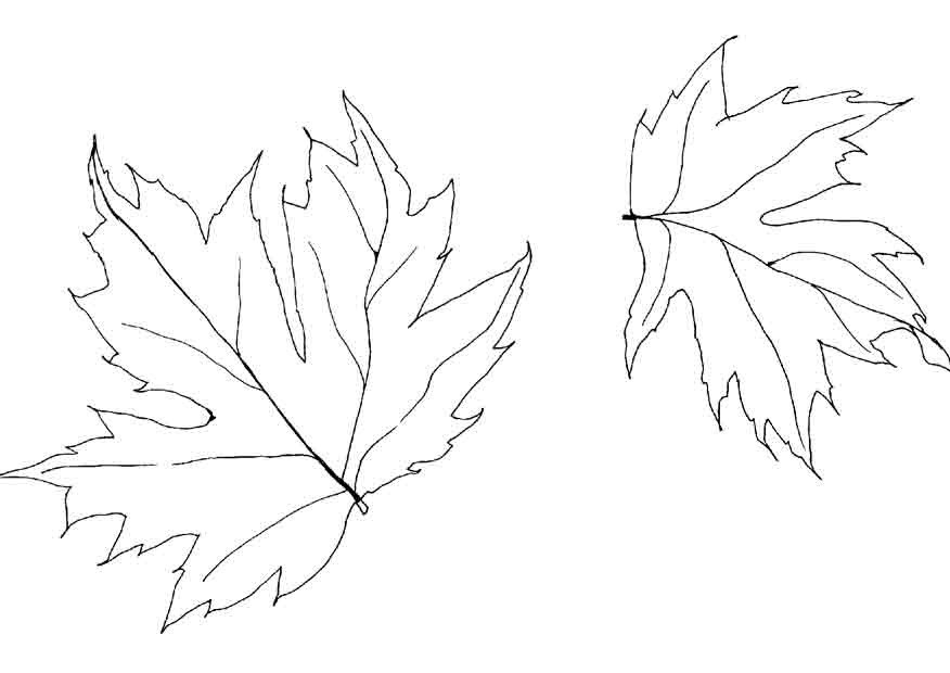 Autumn Leaves Coloring Pages
 Leaves