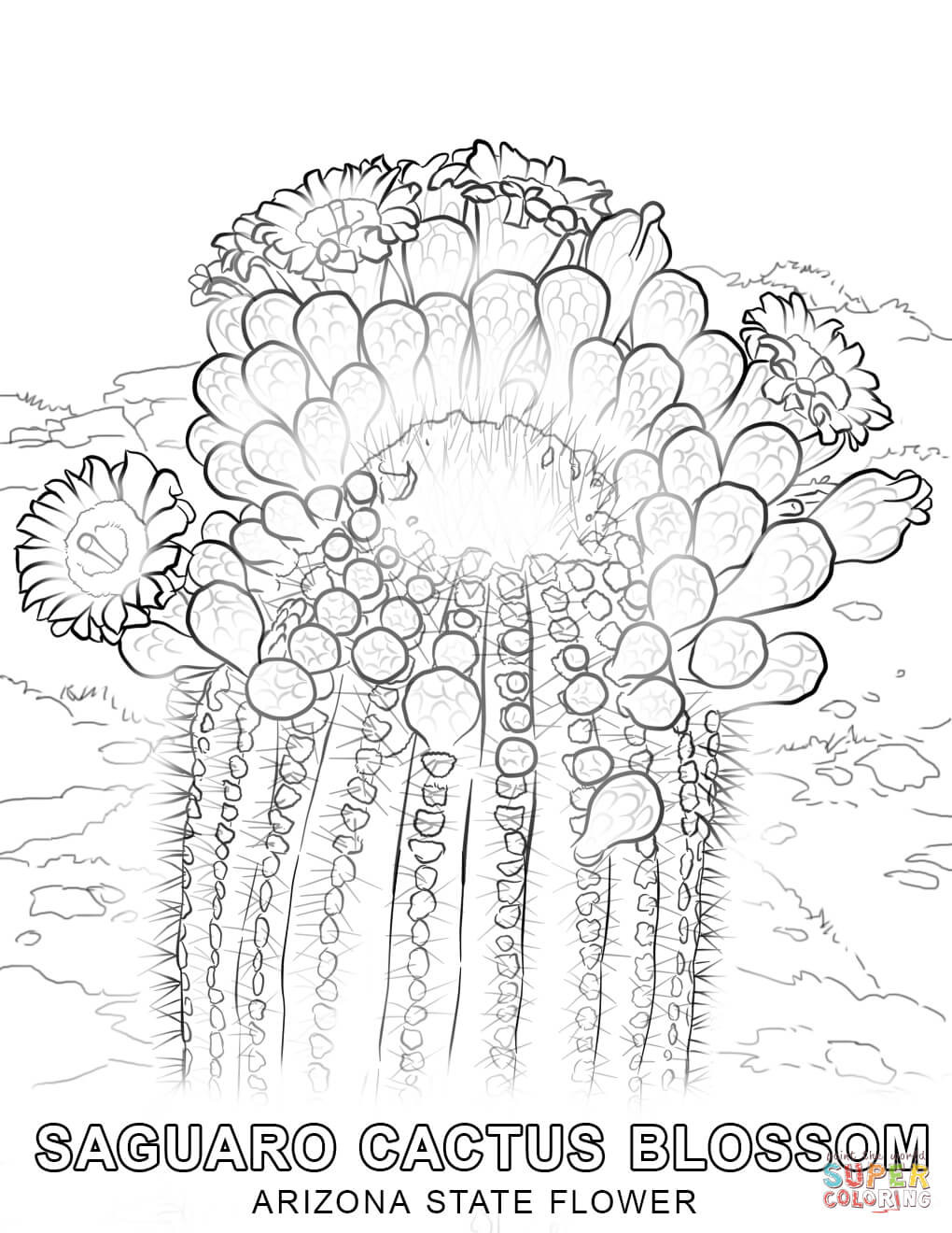 Az Coloring Pages
 Arizona State Flower coloring page