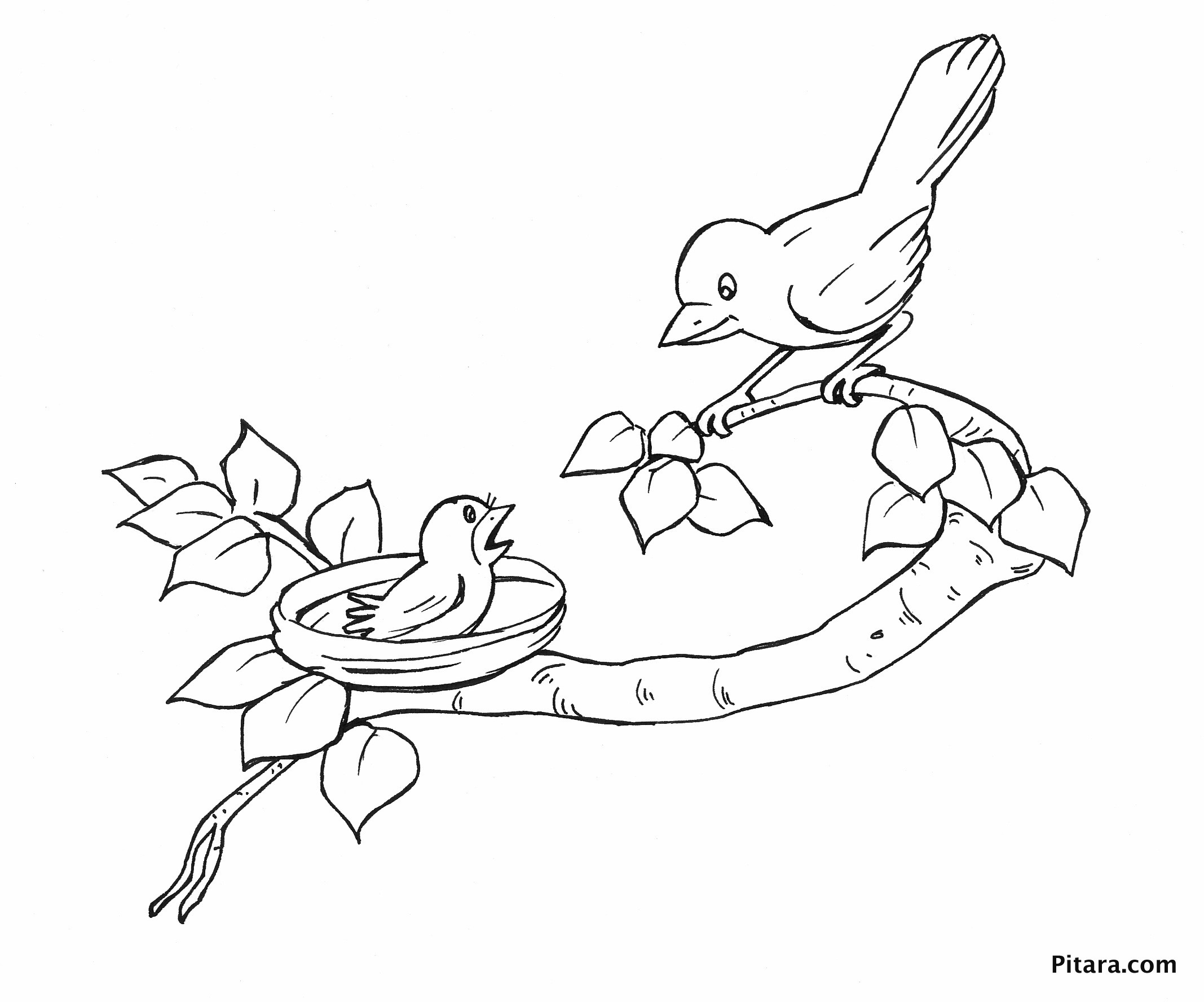 Baby Bird Coloring Pages
 Mother & baby bird – Coloring page