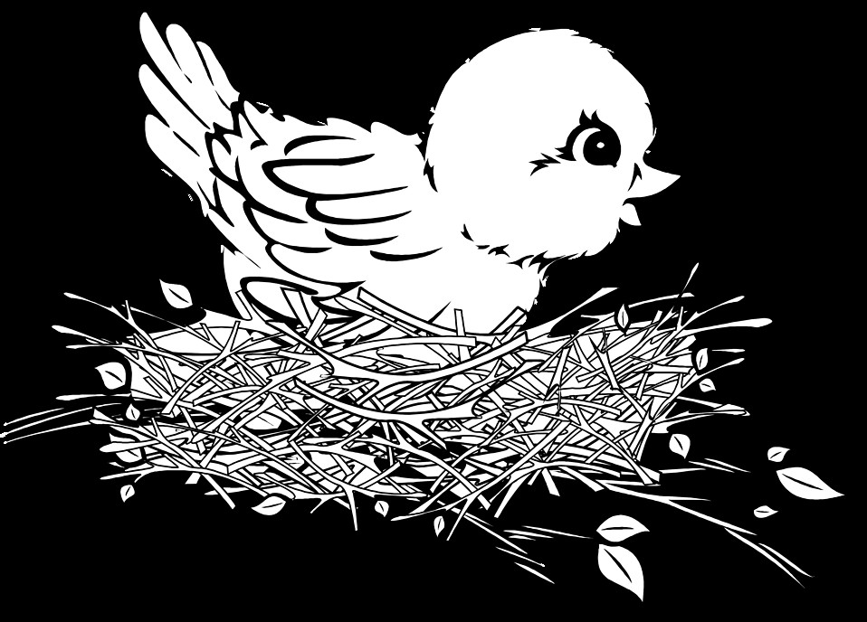 Baby Bird Coloring Pages
 Bird Free Stock