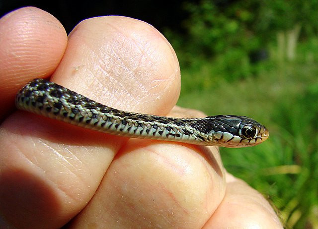 Best ideas about Baby Garden Snake
. Save or Pin PURE FLORIDA Baby Now.