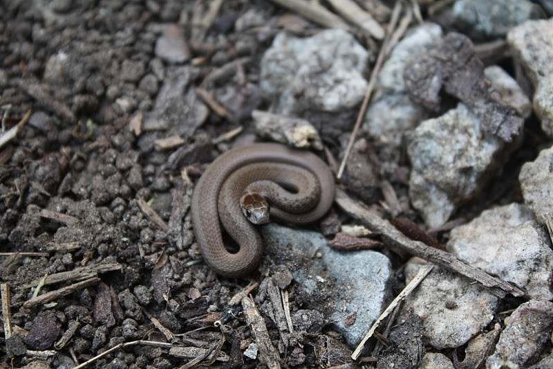 Best ideas about Baby Garden Snake
. Save or Pin Polliwog on Safari Wordless Wednesday Baby Snake in My Now.