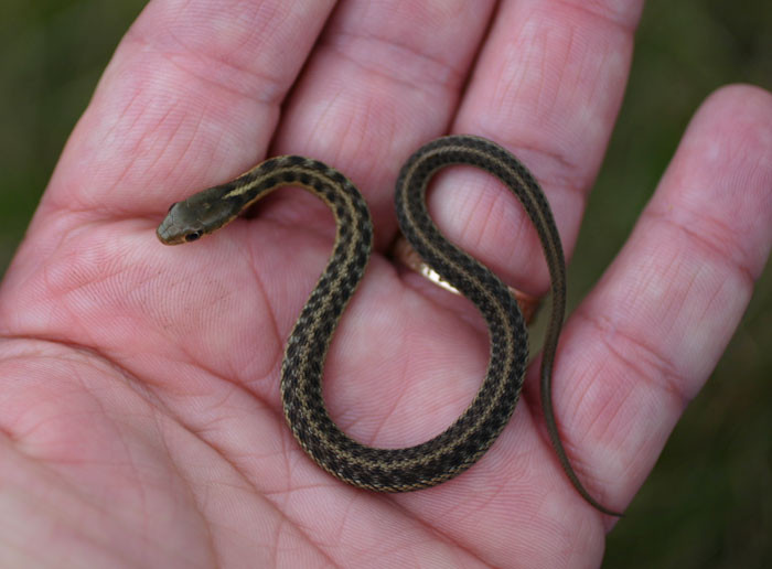 Best ideas about Baby Garden Snake
. Save or Pin Garter Snake Life Cycle Learning About Life Cycles Now.