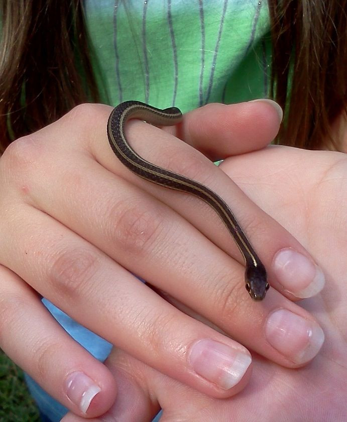 Best ideas about Baby Garden Snake
. Save or Pin 34 best images about Garter snakes on Pinterest Now.