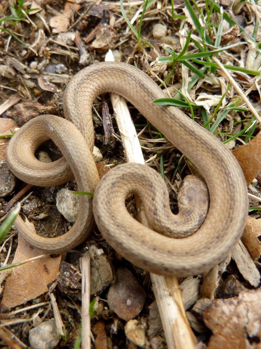Best ideas about Baby Garden Snake
. Save or Pin Baby garden snakes photos Now.