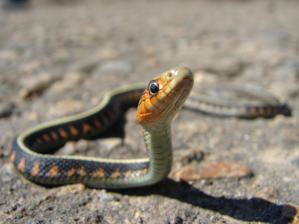 Best ideas about Baby Garden Snake
. Save or Pin baby garter snake on road Thamnophis sirtalis Now.