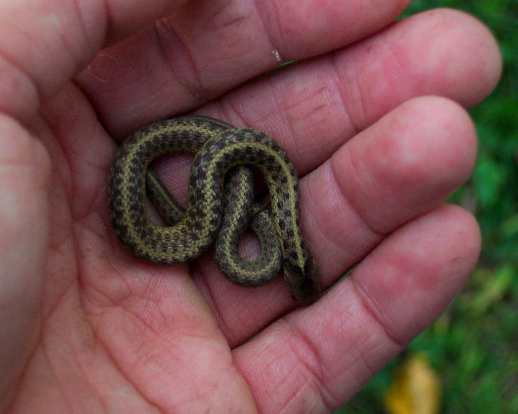 Best ideas about Baby Garden Snake
. Save or Pin baby garter snake Now.