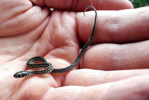 Best ideas about Baby Garden Snake
. Save or Pin Baby Garter Snake Now.