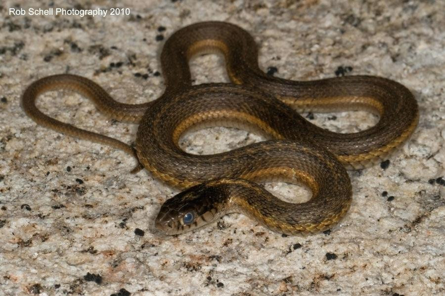 Best ideas about Baby Garden Snake
. Save or Pin What Do Green Garden Snakes Eat Garden Ftempo Now.