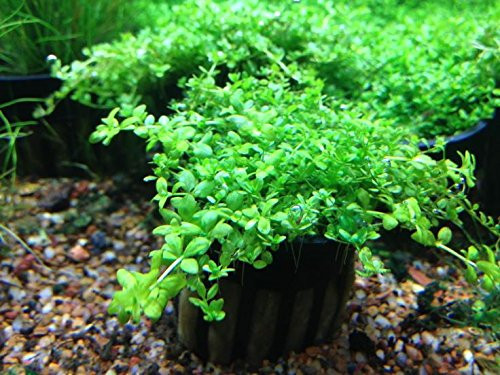 Best ideas about Baby Tears Plant Aquarium
. Save or Pin Dwarf Baby Tears Aquarium Live Plant Aquarium Plants for Now.