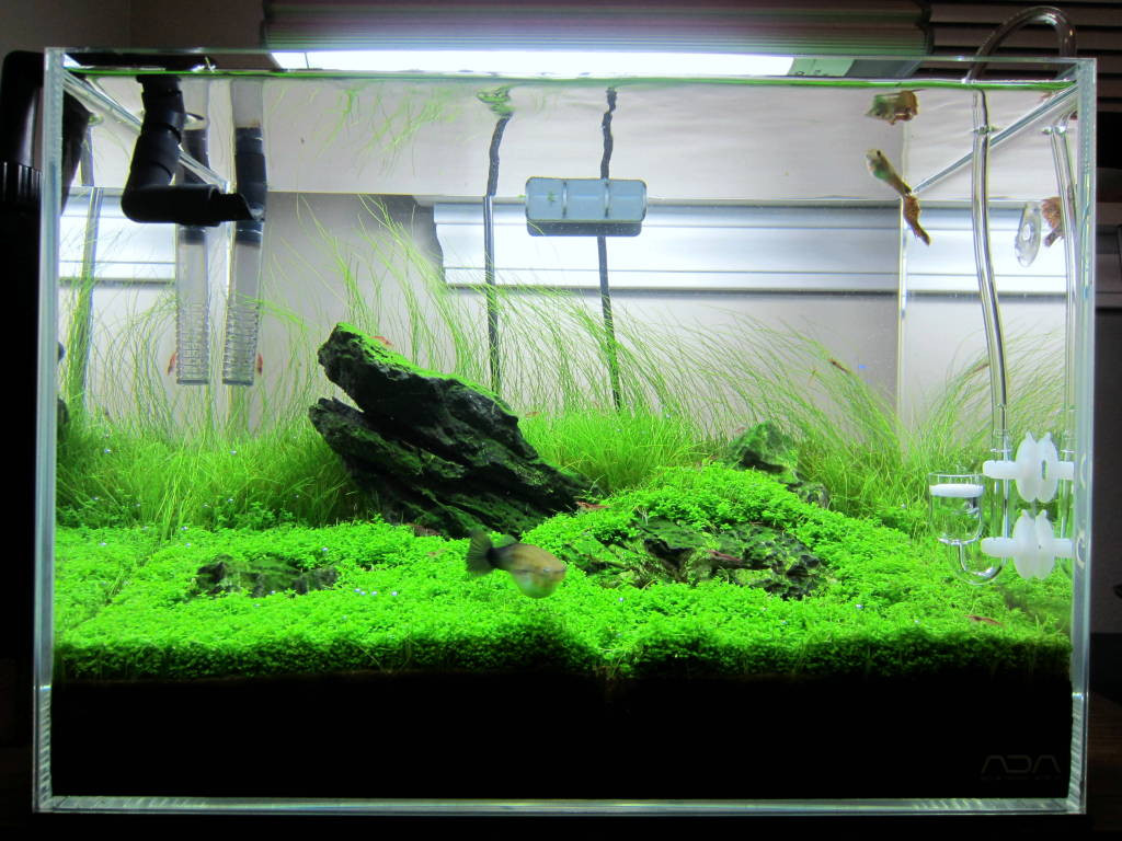 Best ideas about Baby Tears Plant Aquarium
. Save or Pin Dwarf Baby Tears Caresheet Now.