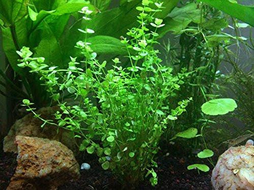 Best ideas about Baby Tears Plant Aquarium
. Save or Pin Baby Tears Hemianthus Micranthemoides Aquatic Arts Now.