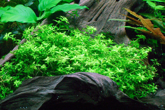 Best ideas about Baby Tears Plant Aquarium
. Save or Pin The Aquatic Plant Society – Hemianthus Glomeratus Baby Tears Now.