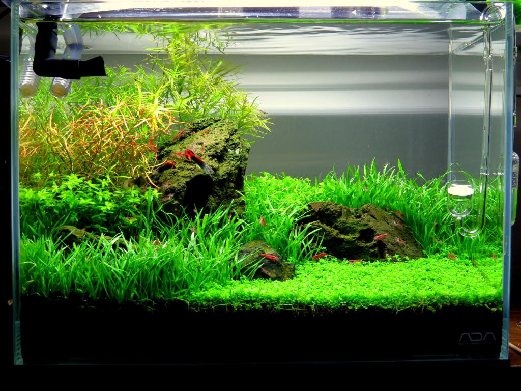 Best ideas about Baby Tears Plant Aquarium
. Save or Pin Dwarf Baby Tears Caresheet Now.