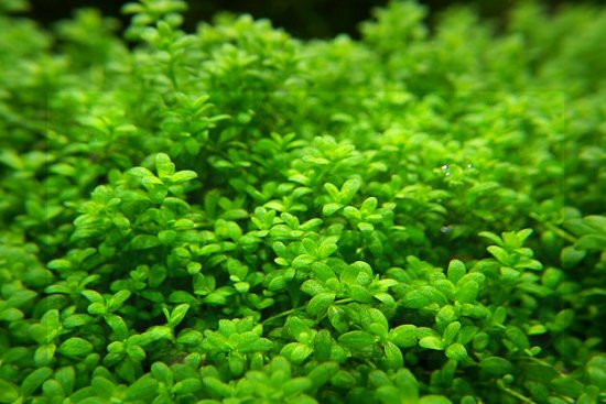 Best ideas about Baby Tears Plant Aquarium
. Save or Pin 5 of the Best Carpet Plants for Freshwater Custom Now.