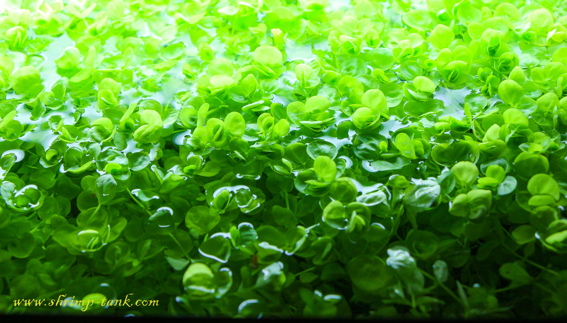 Best ideas about Baby Tears Plant Aquarium
. Save or Pin Baby tears aquarium plant Shrimp Tank Now.