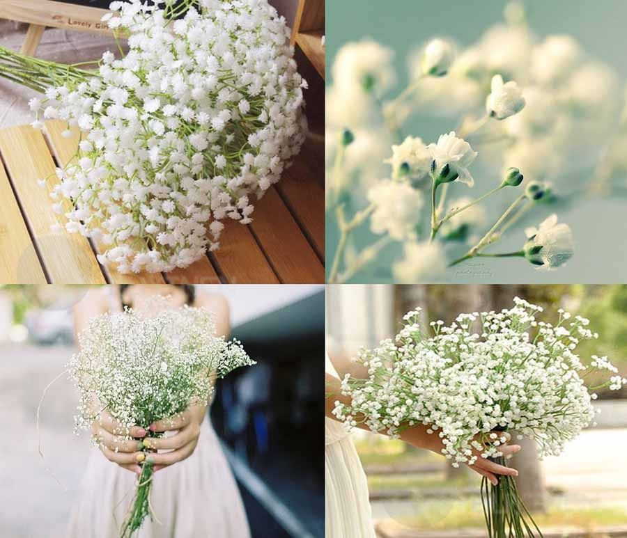 Best ideas about Baby'S Breath Flower
. Save or Pin Baby s breath Perennial Flower seed 50 seeds Gypsophila Now.