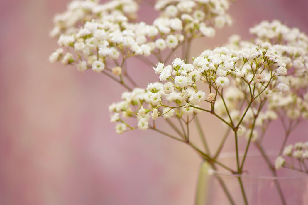 Best ideas about Baby'S Breath Flower
. Save or Pin Branch baby s breath flowers white small wallpaper Now.
