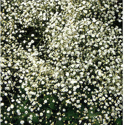 Best ideas about Baby'S Breath Flower
. Save or Pin Flower Gypsophila BABY S BREATH White 3000 SEEDS Annual Now.