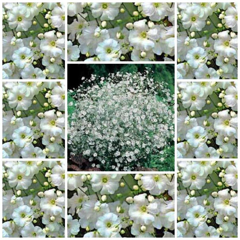 Best ideas about Baby'S Breath Flower
. Save or Pin Gypsophila "Convent Garden" baby s breath 150 flower seeds Now.
