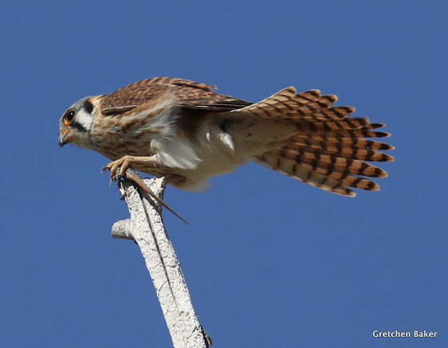 Best ideas about Backyard Bird Count 2019
. Save or Pin Desert Survivor Starting Our 2019 Backyard Bird Count Now.