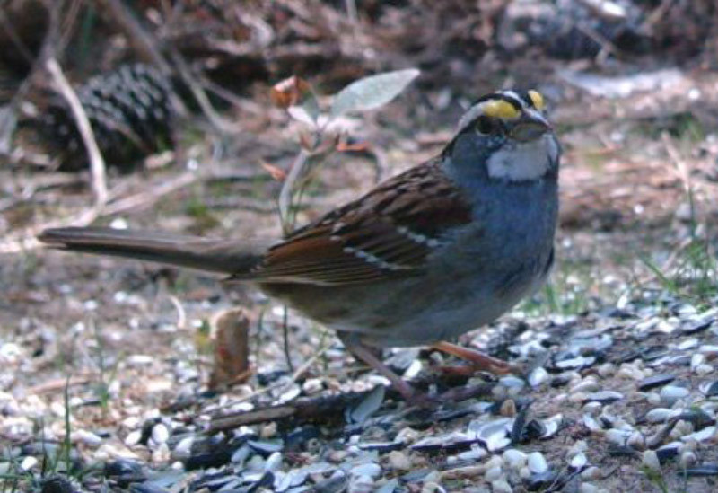 Best ideas about Backyard Bird Count 2019
. Save or Pin Help Local Science with the Great Backyard Bird Count Now.