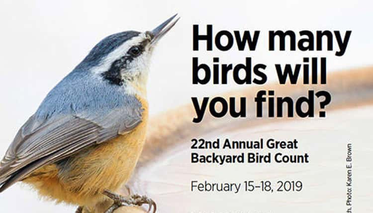 Best ideas about Backyard Bird Count 2019
. Save or Pin Audubon Great Backyard Bird Count Prep Session Now.