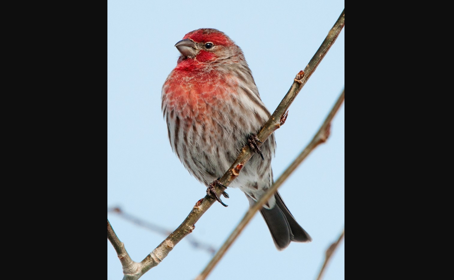 Best ideas about Backyard Bird Count 2019
. Save or Pin Great Backyard Bird Count 2019 Should Be “Finchy” and Fun Now.